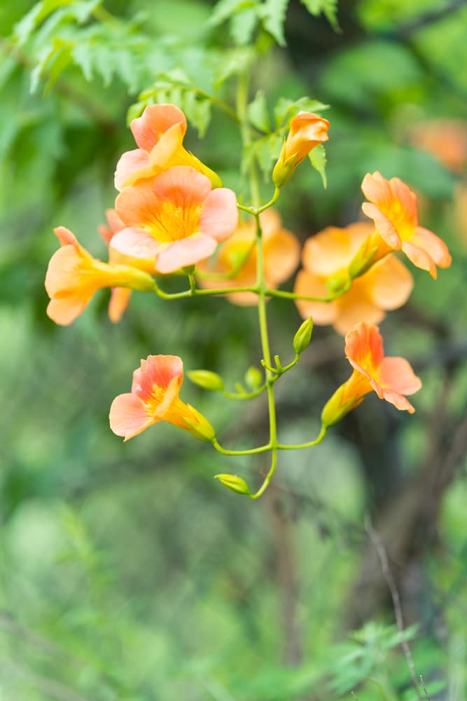 출근길, 신대저수지 도로변 능소화를 담다 8