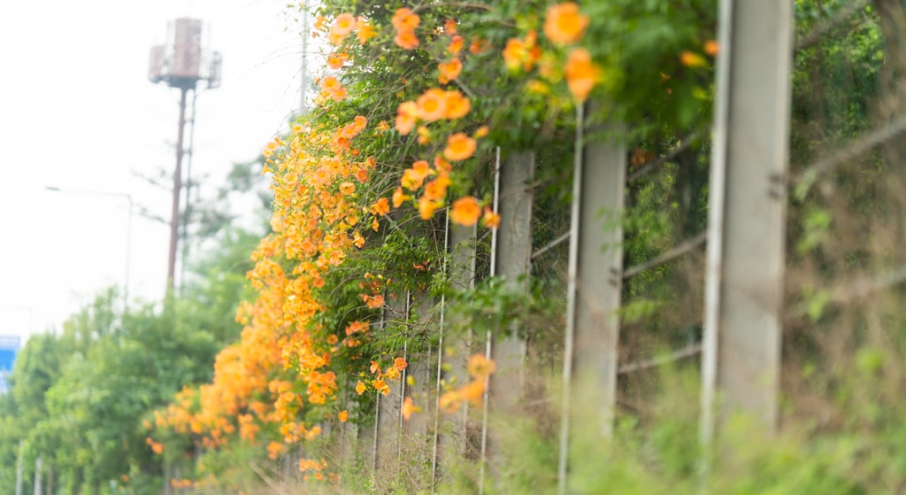 출근길, 신대저수지 도로변 능소화를 담다 2