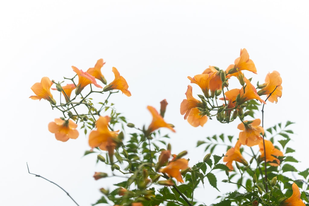 출근길, 신대저수지 도로변 능소화를 담다 7