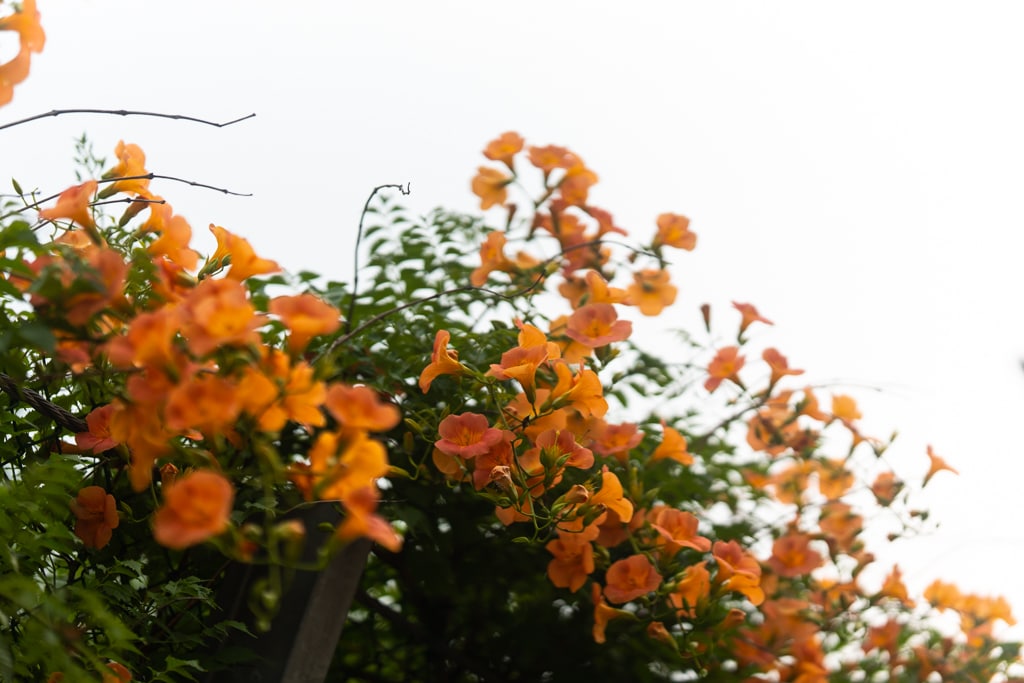 출근길, 신대저수지 도로변 능소화를 담다 6