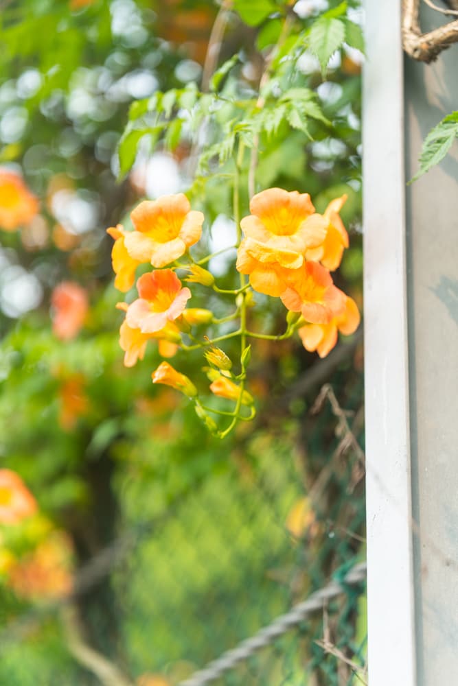 출근길, 신대저수지 도로변 능소화를 담다 12