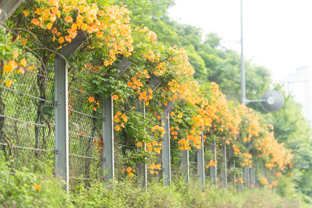 출근길, 신대저수지 도로변 능소화를 담다 5