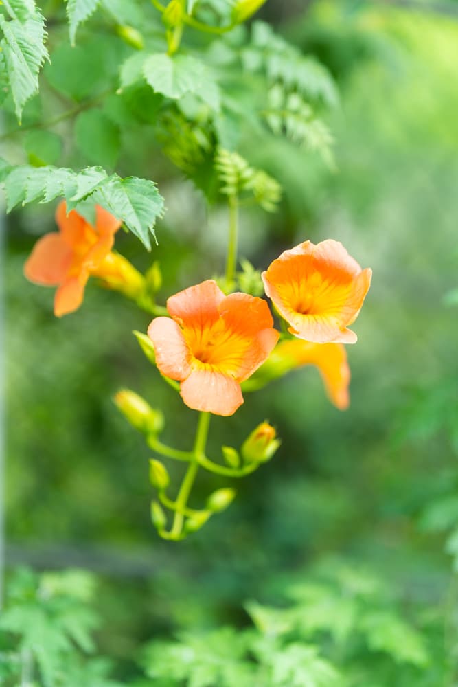 출근길, 신대저수지 도로변 능소화를 담다 10