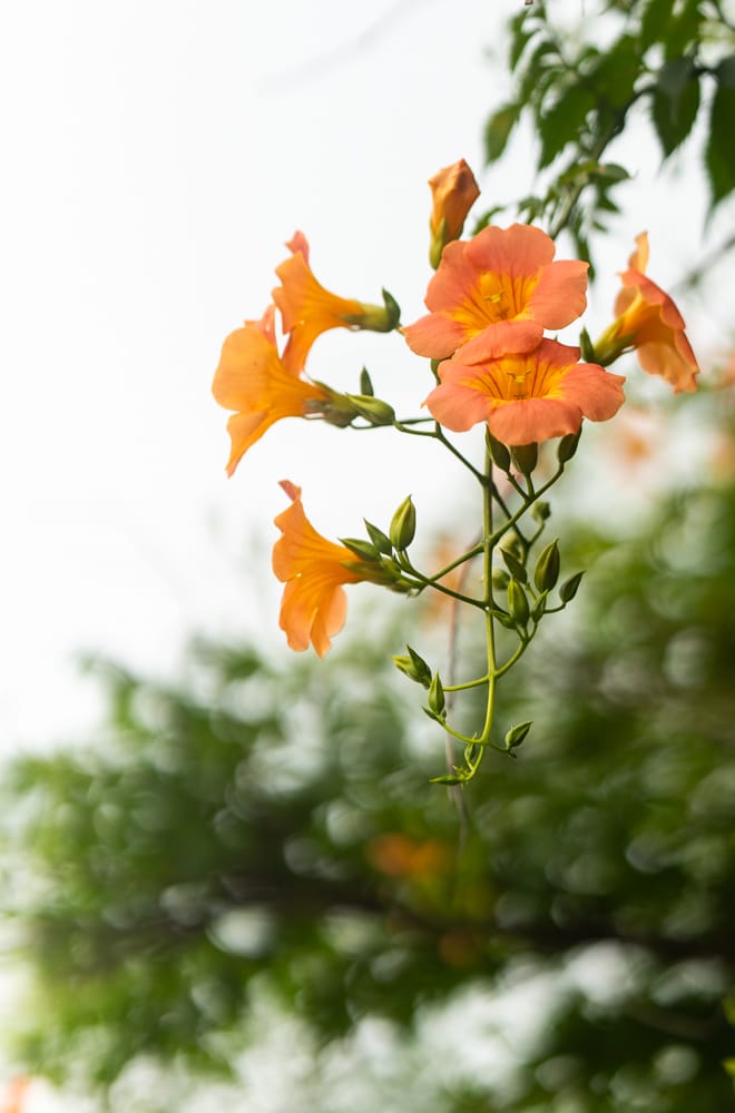 출근길, 신대저수지 도로변 능소화를 담다 11