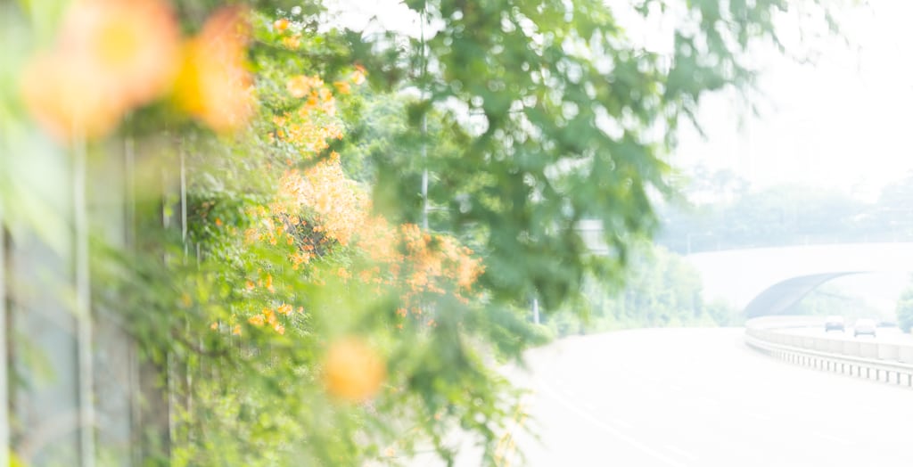 출근길, 신대저수지 도로변 능소화를 담다 3