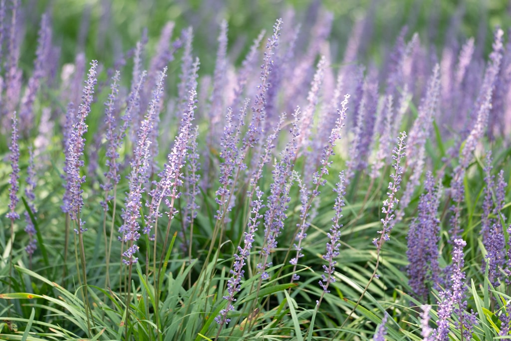수원 노송지대 소나무와 노송지대 맥문동을 담다 3