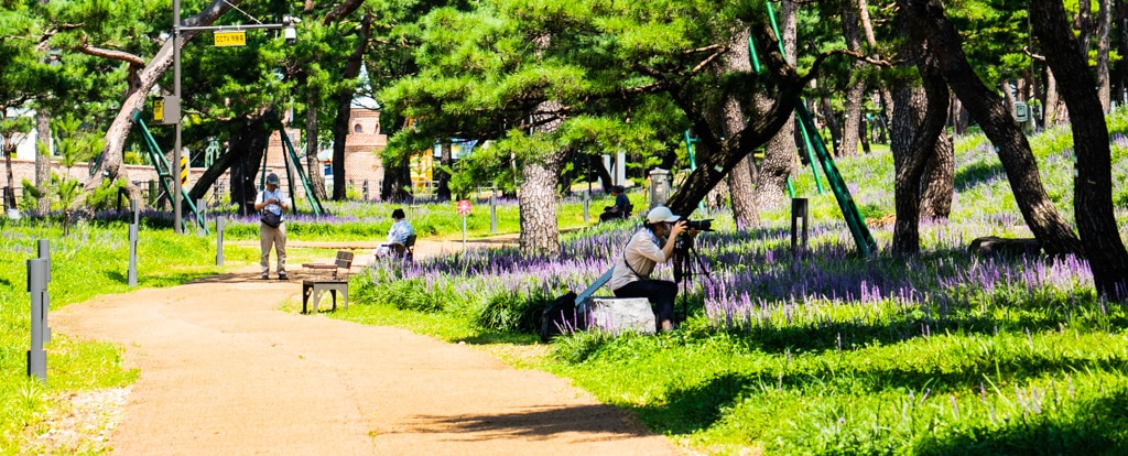 수원 노송지대 소나무와 노송지대 맥문동을 담다 9