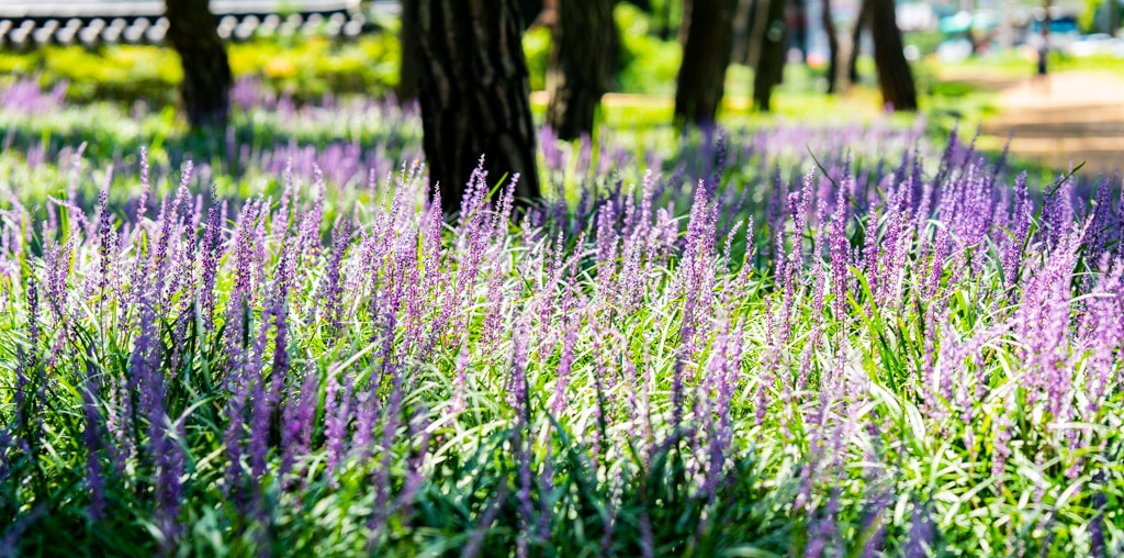 수원 노송지대 소나무와 노송지대 맥문동을 담다 8