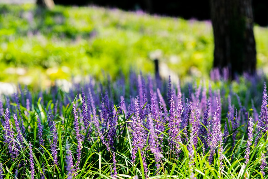 수원 노송지대 소나무와 노송지대 맥문동을 담다 5