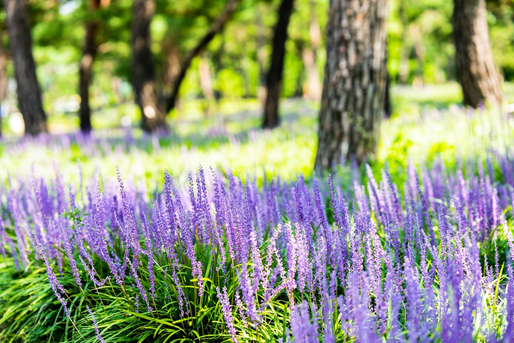 수원 노송지대 소나무와 노송지대 맥문동을 담다 2