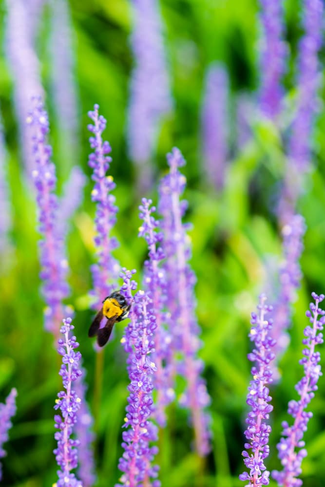 수원 노송지대 소나무와 노송지대 맥문동을 담다 13