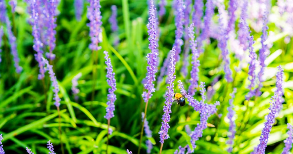 수원 노송지대 소나무와 노송지대 맥문동을 담다 7