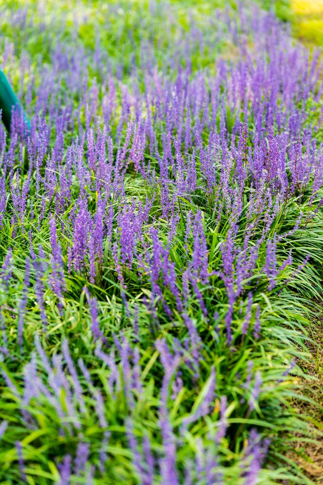 수원 노송지대 소나무와 노송지대 맥문동을 담다 12