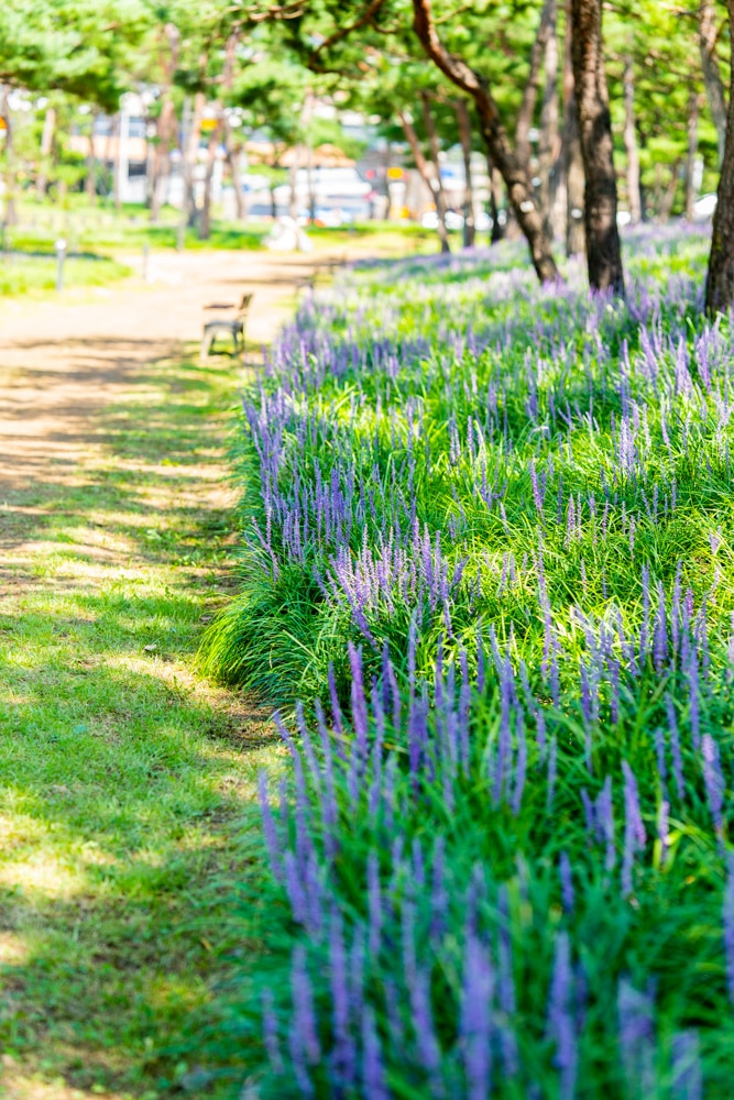 수원 노송지대 소나무와 노송지대 맥문동을 담다 11