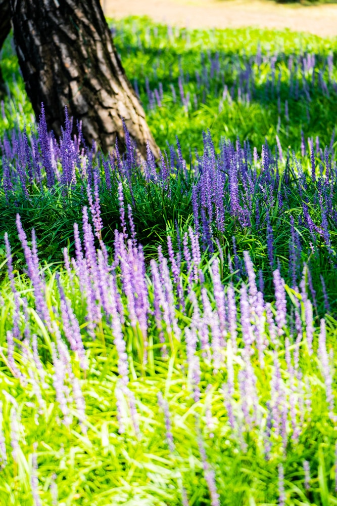 수원 노송지대 소나무와 노송지대 맥문동을 담다 10
