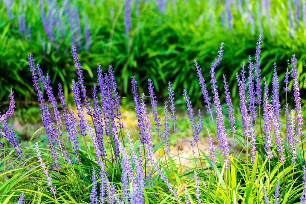 수원 노송지대 소나무와 노송지대 맥문동을 담다 4