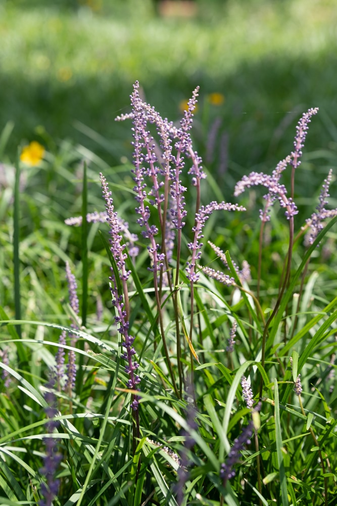 수원 노송지대 소나무와 노송지대 맥문동을 담다 14