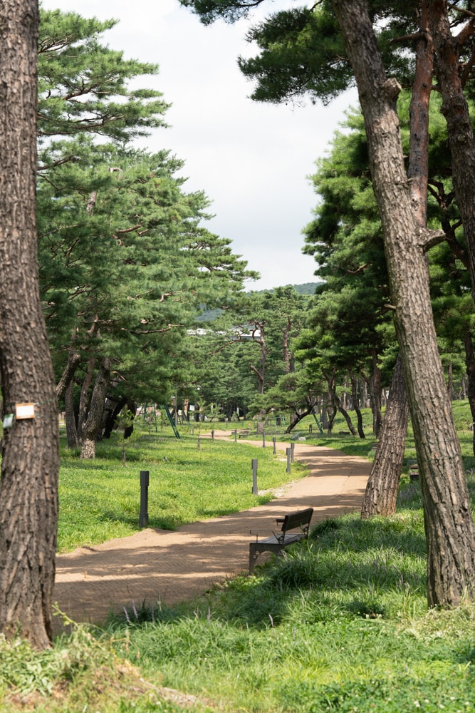 수원 노송지대 노송공원 소나무