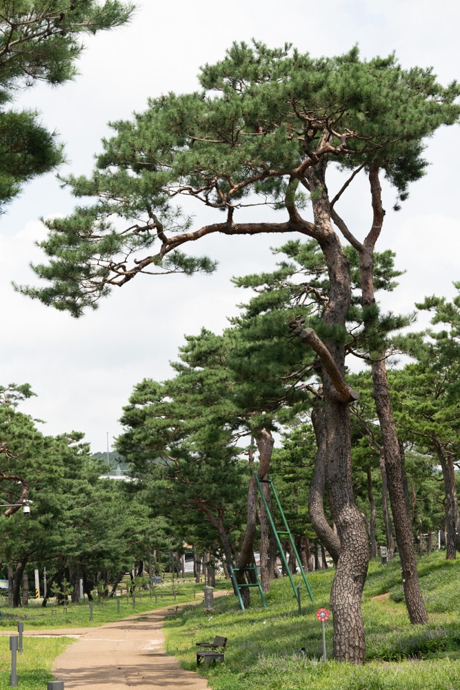 수원 노송지대 노송공원 소나무 맥문동