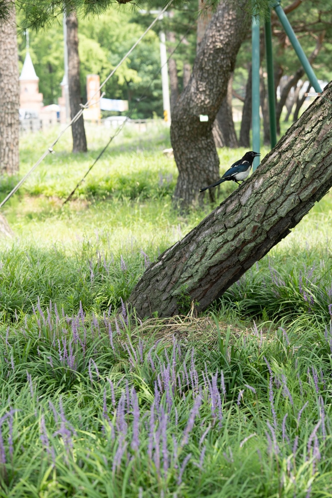 수원 노송지대 노송공원 소나무와 맥문동 그리고 까치-01209