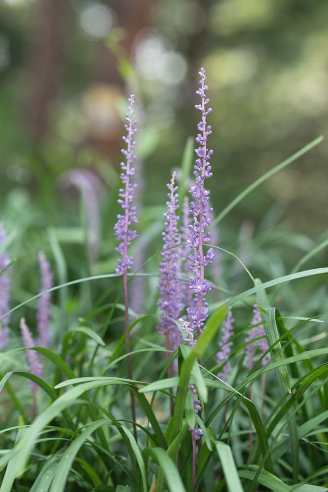 수원 노송지대 소나무와 노송지대 맥문동을 담다 15