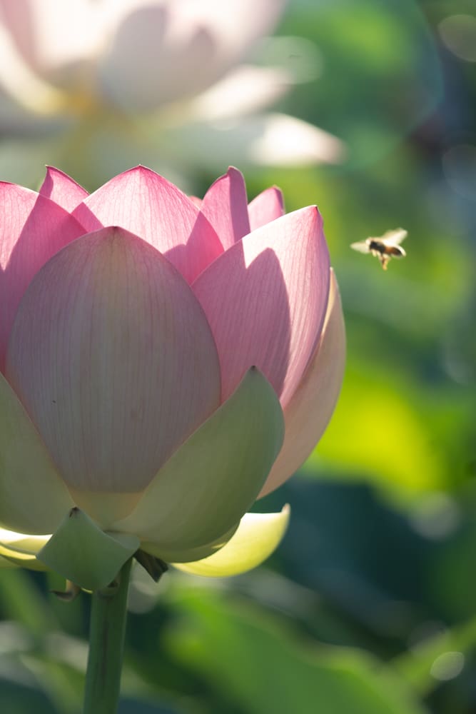 시흥 관곡지 연꽃