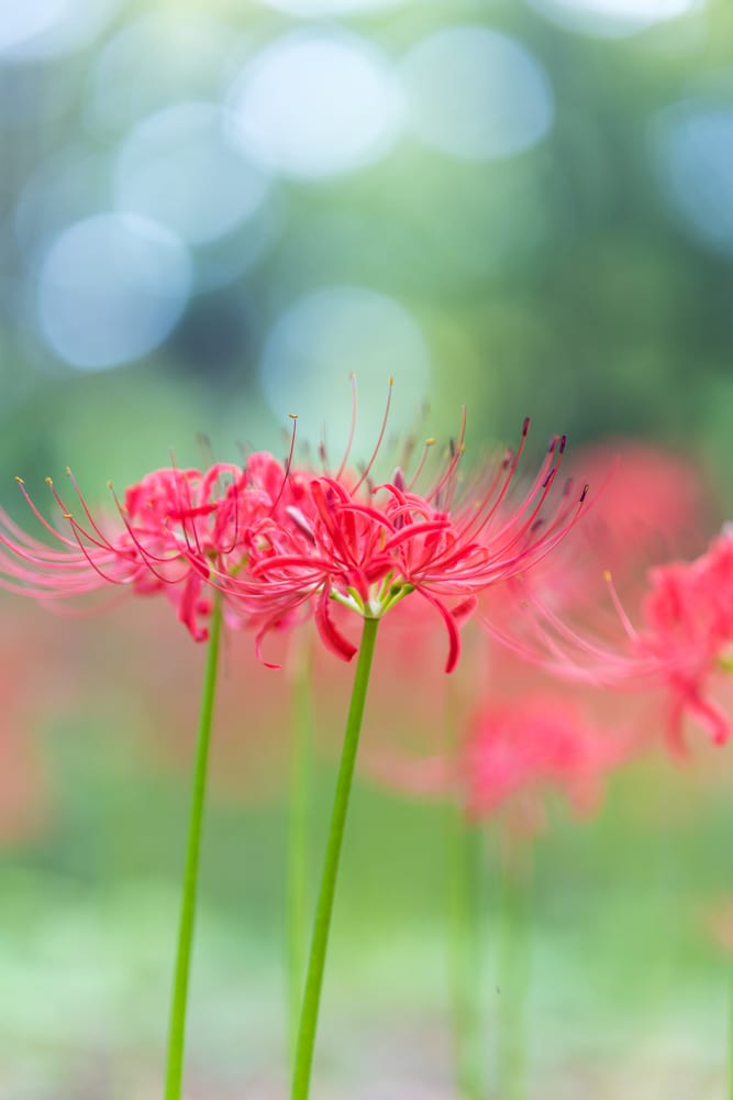신구대식물원 꽃무릇 개화한 아름다움