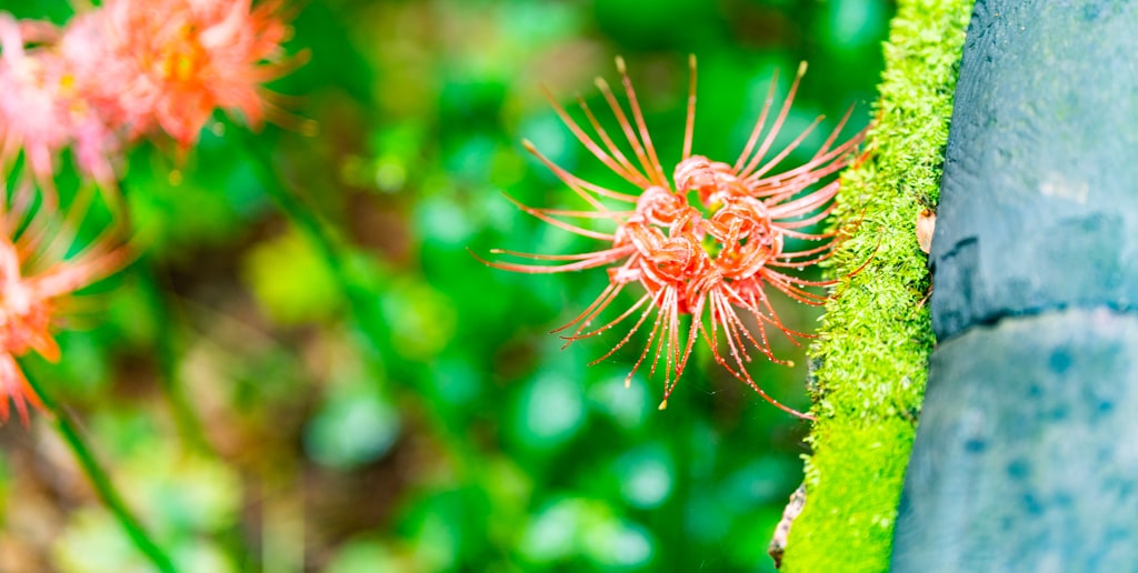 길상사 꽃무릇, 천재시인을 사랑한 여인의 사랑법 41