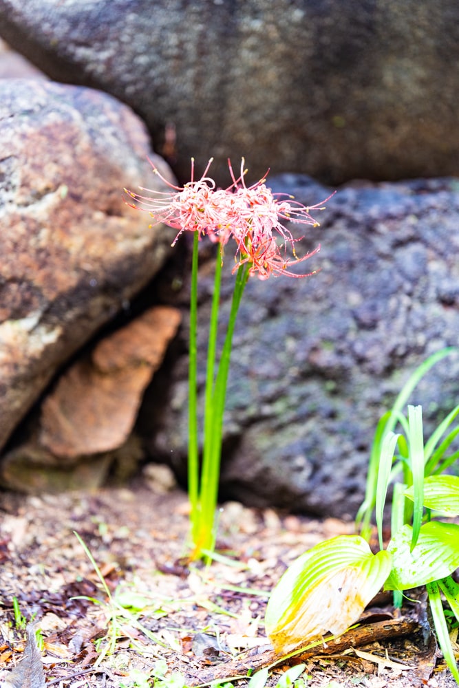 길상사 꽃무릇, 천재시인을 사랑한 여인의 사랑법 42