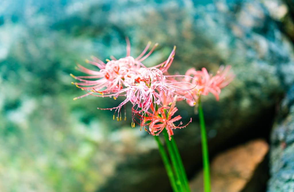 길상사 꽃무릇, 천재시인을 사랑한 여인의 사랑법 43