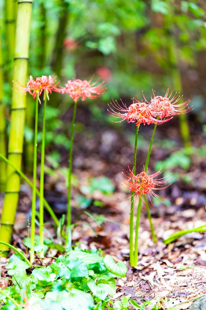 길상사 꽃무릇, 천재시인을 사랑한 여인의 사랑법 46