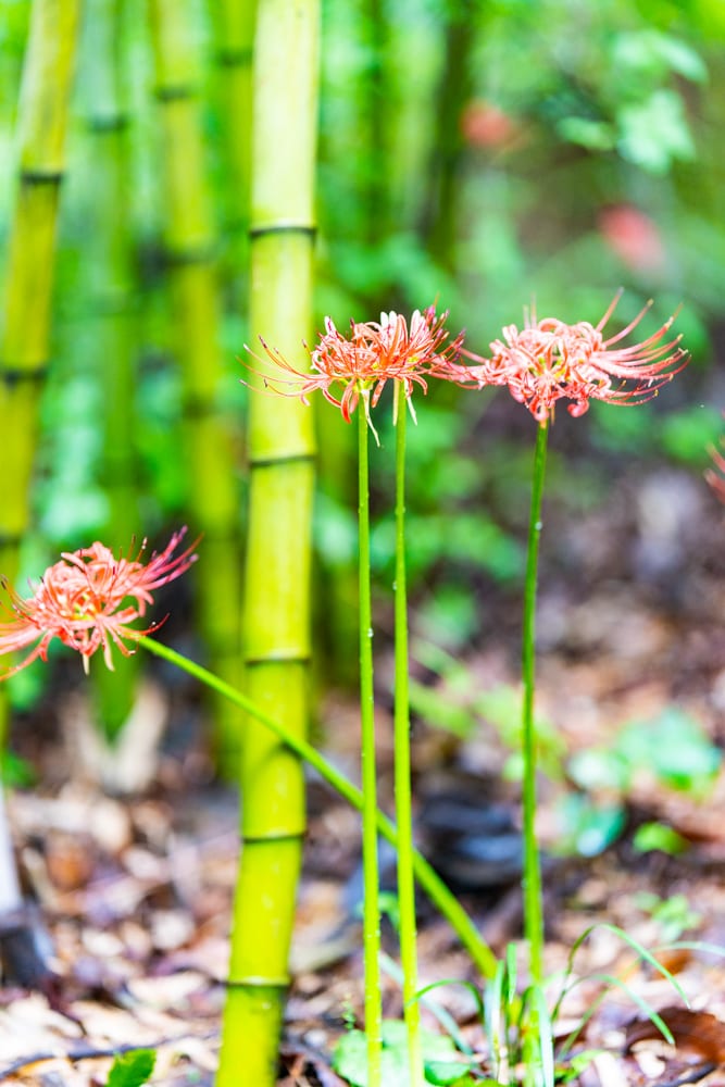길상사 꽃무릇, 천재시인을 사랑한 여인의 사랑법 47