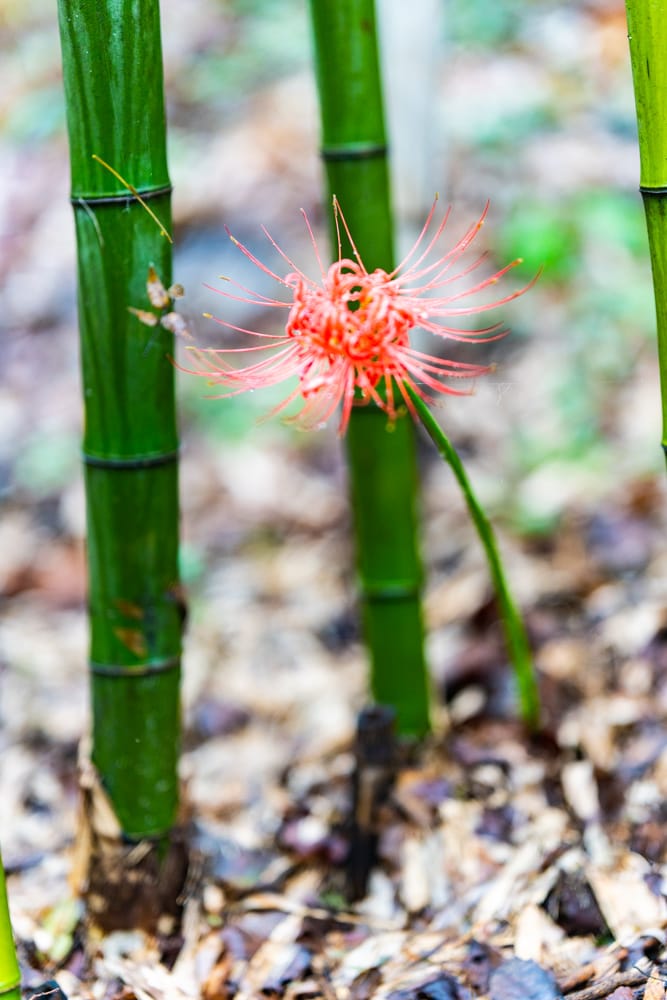 길상사 꽃무릇, 천재시인을 사랑한 여인의 사랑법 45