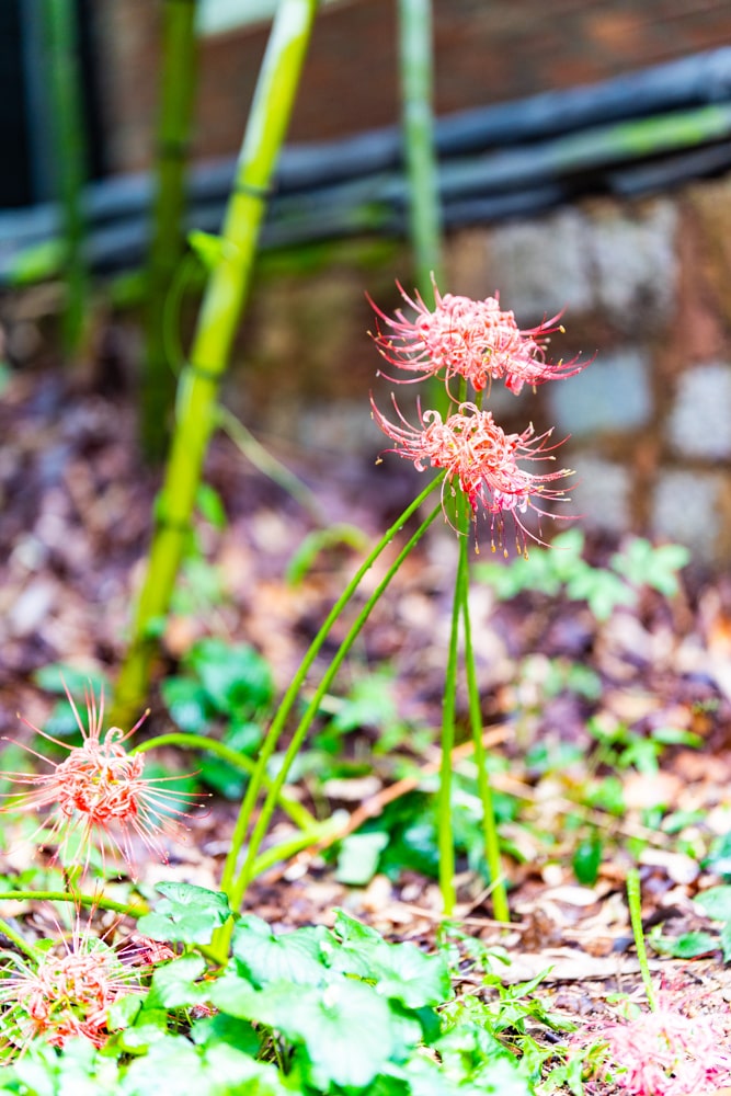 길상사 꽃무릇, 천재시인을 사랑한 여인의 사랑법 44