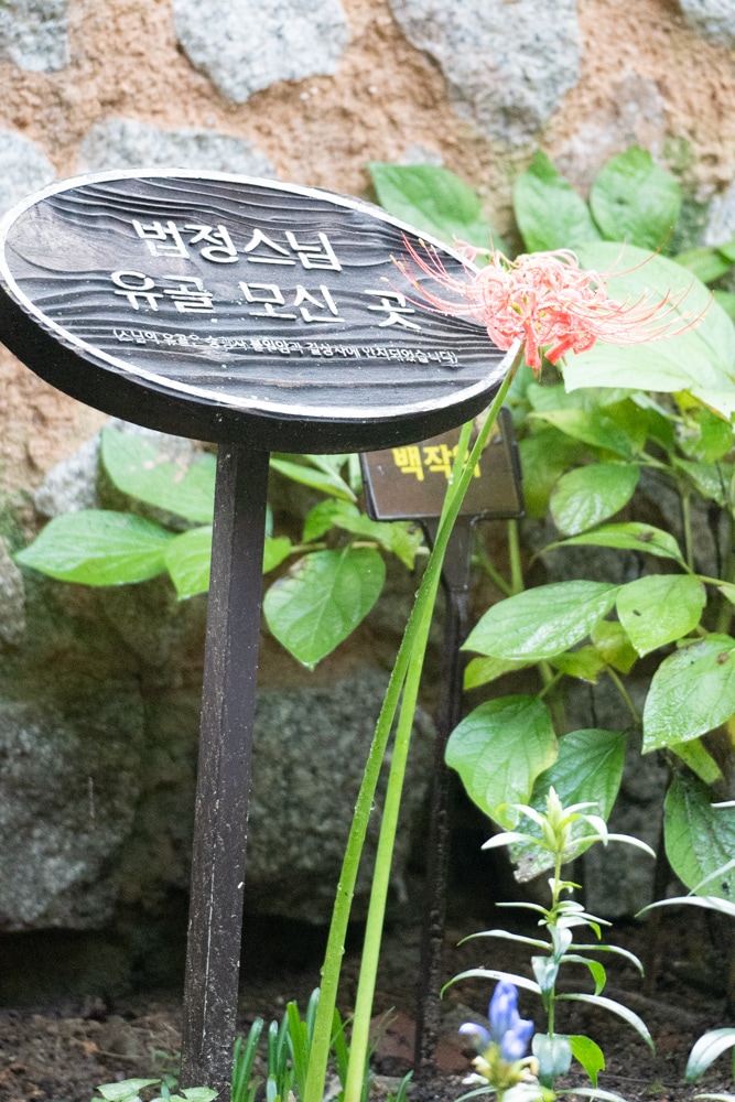 길상사 꽃무릇, 천재시인을 사랑한 여인의 사랑법 54