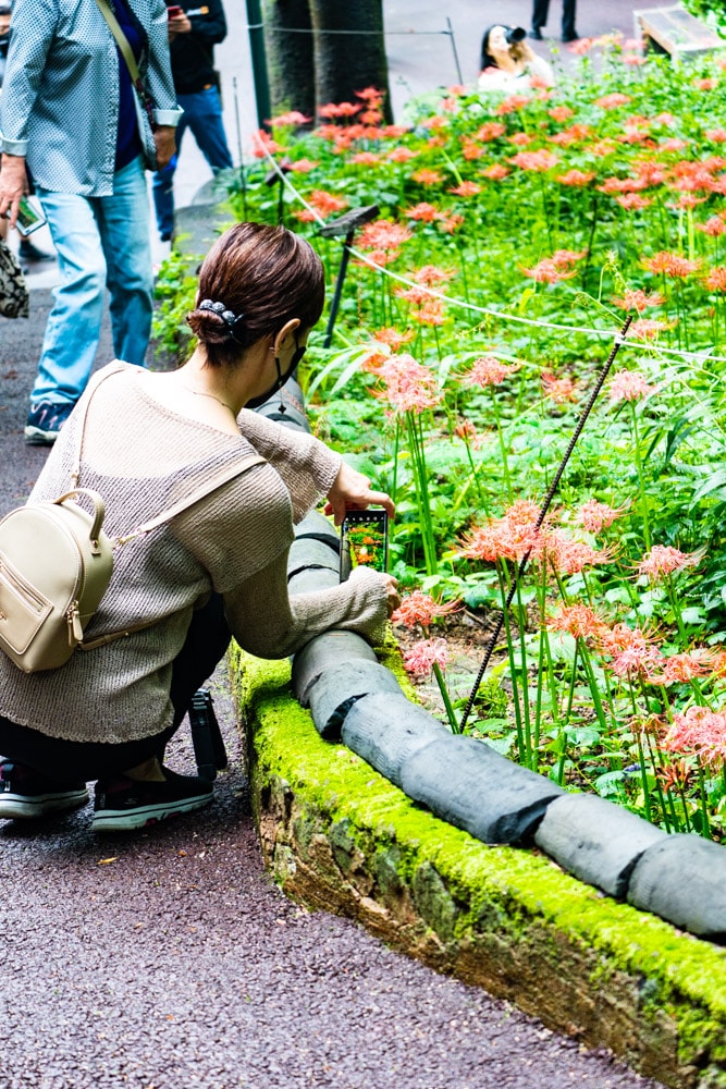 길상사 꽃무릇, 천재시인을 사랑한 여인의 사랑법 52