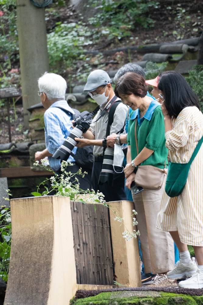 길상사 꽃무릇, 천재시인을 사랑한 여인의 사랑법 48