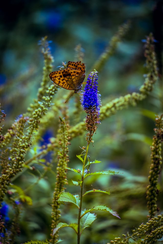 꼬리풀과 나비 02