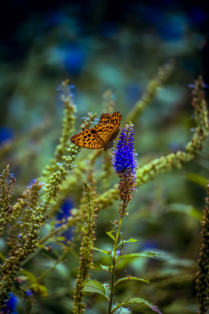 꼬리풀과 나비 03