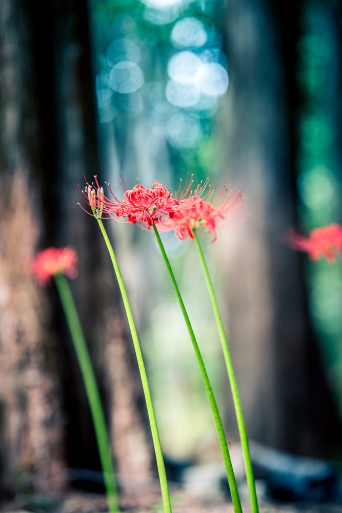 분당 중앙공원 곷무릇 그 아름다움을 담아보다