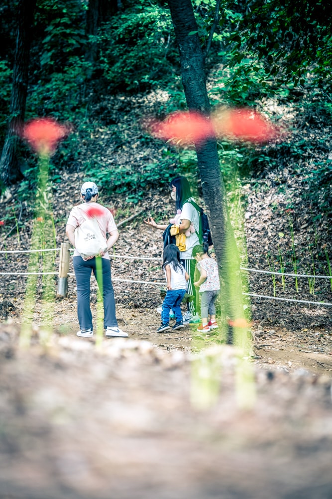 분당 중앙공원 꽃무릇을 즐기는 사람들