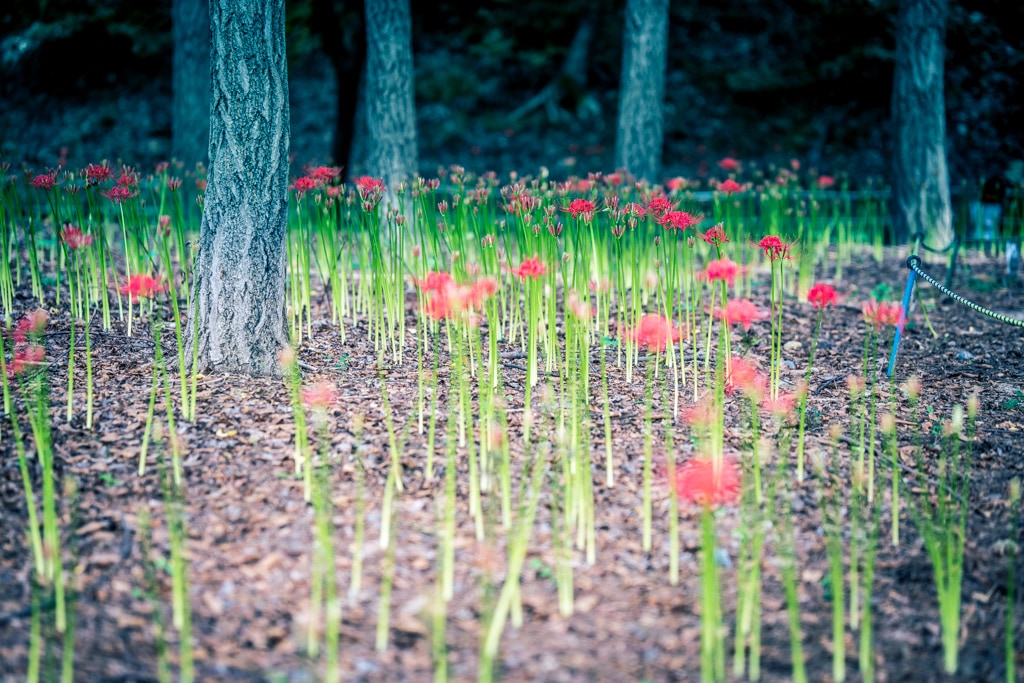 분당 중앙공원 꽃무릇 개화 상태