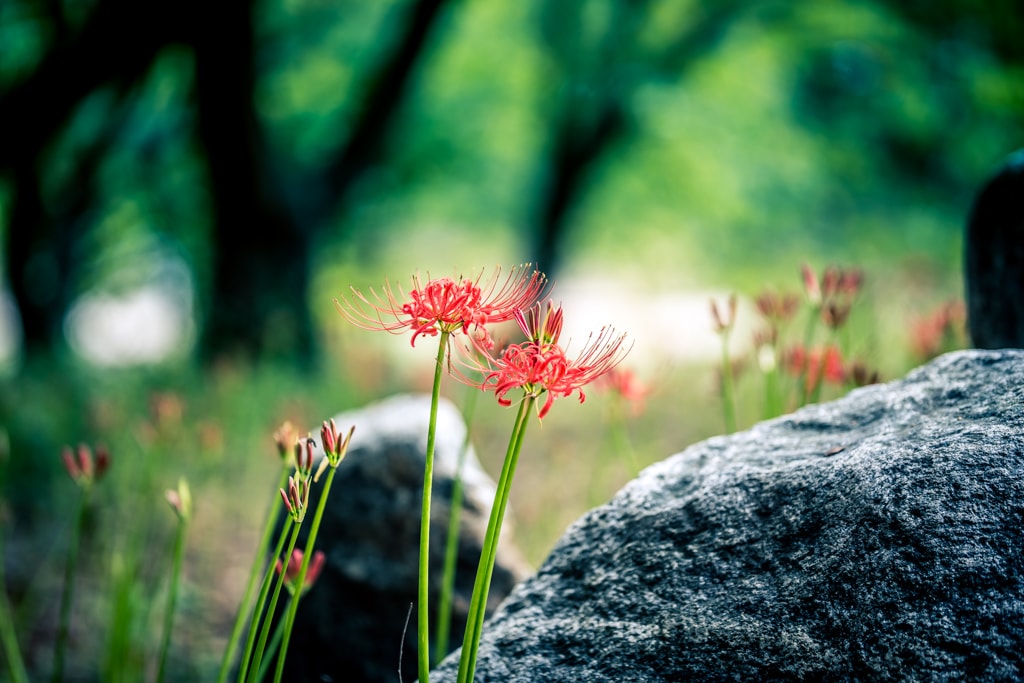 분당 중앙공원 꽃무릇을 담아보다 64