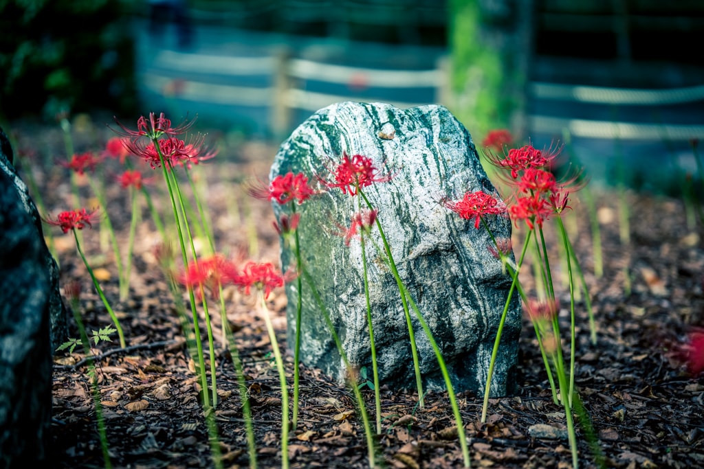 분당 중앙공원 꽃무릇을 담아보다 65