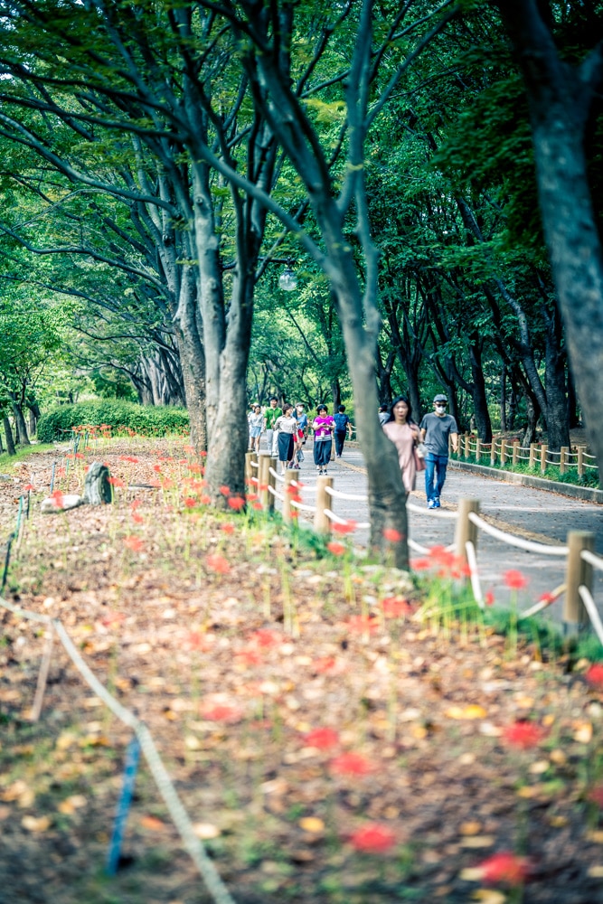 분당 중앙공원 꽃무릇 개화 상태