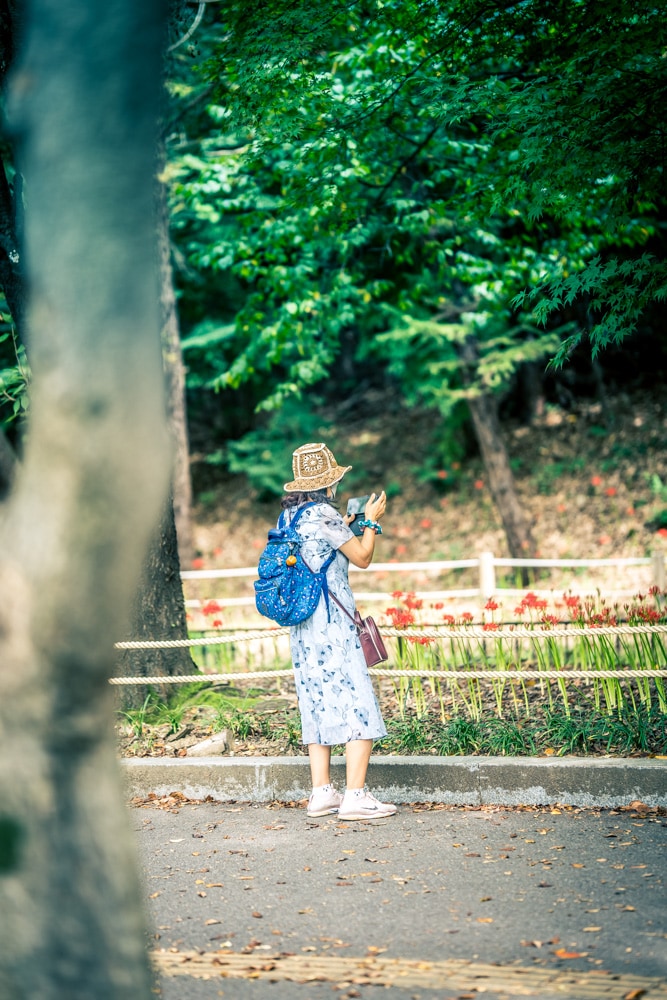 분당 중앙공원 꽃무릇을 즐기는 사람들