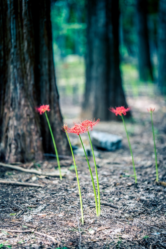 분당 중앙공원 꽃무릇을 담아보다 62