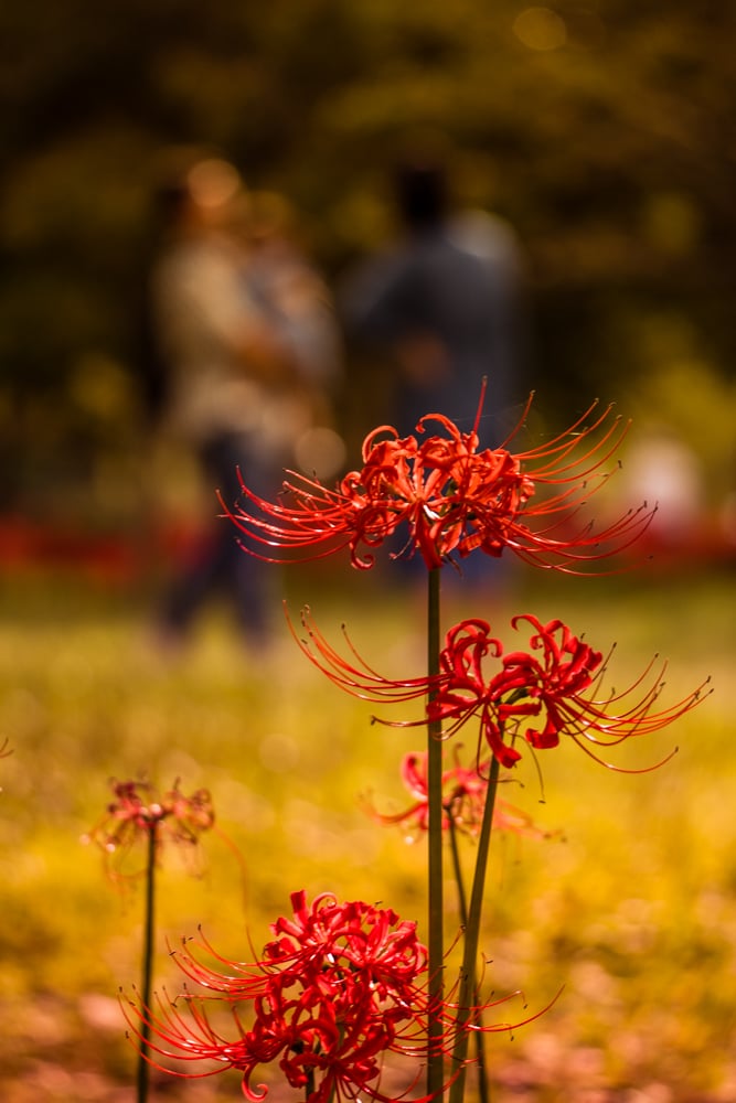 선운사 꽃무릇을 담아보다 10