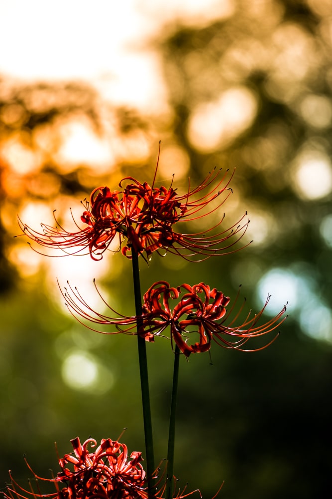 선운사 꽃무릇을 담아보다 14