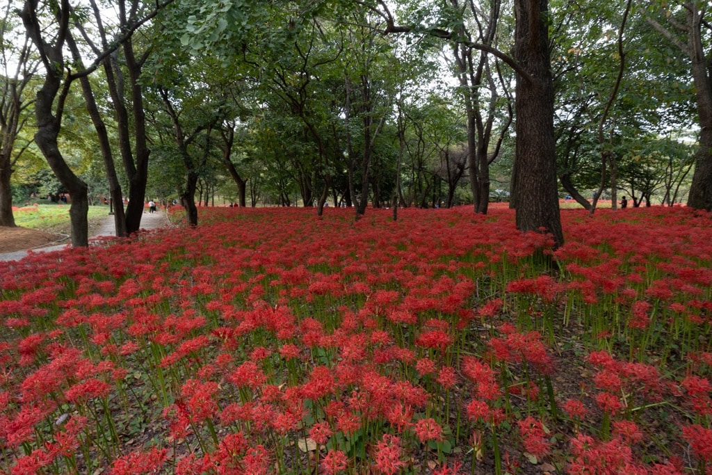 선운사 꽃무릇을 담아보다 4